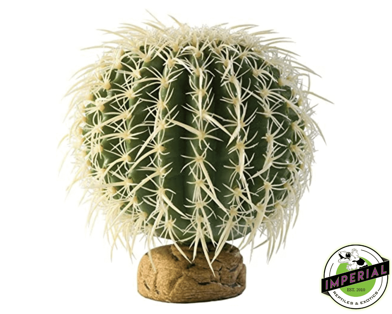 Barrel Cactus