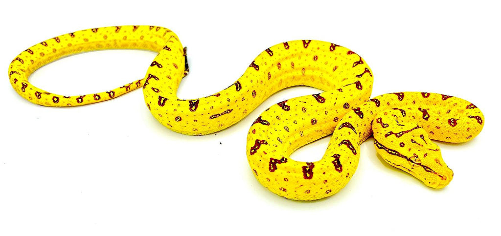 Biak Green Tree Pythons (M. viridis)