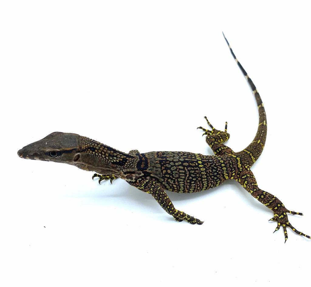 Black Roughneck Monitor (Varanus rudicollis)