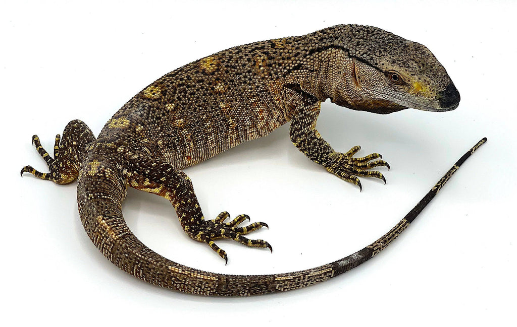 Black Throat Monitors CB