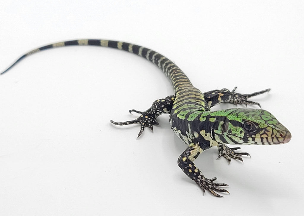 Baby Blue Tegus