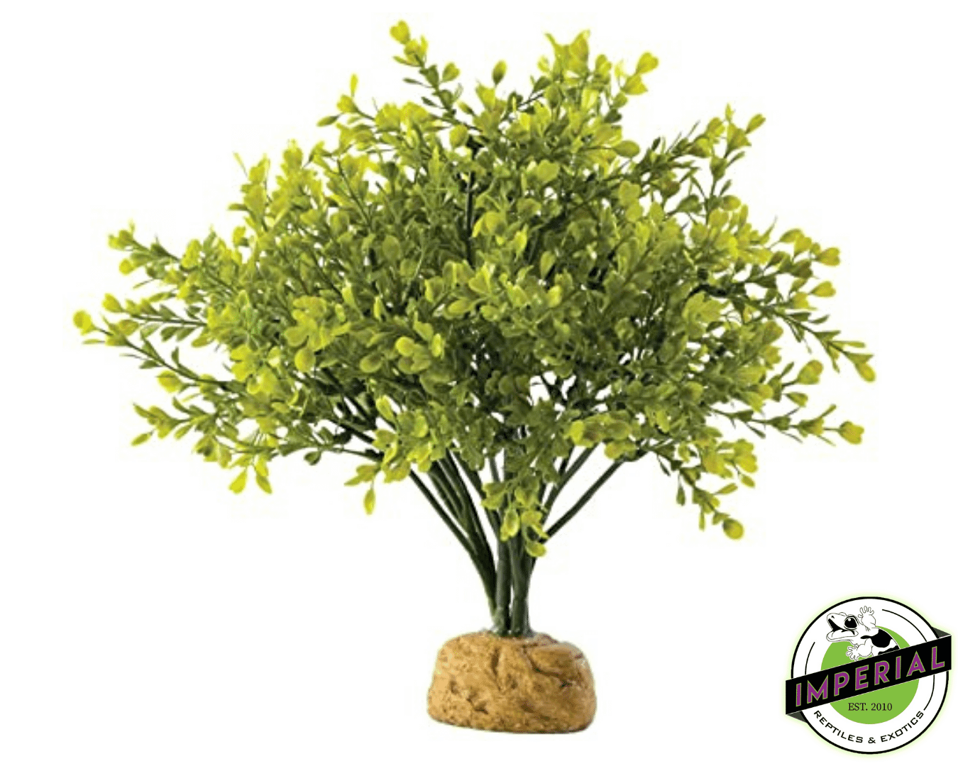 Boxwood Bush
