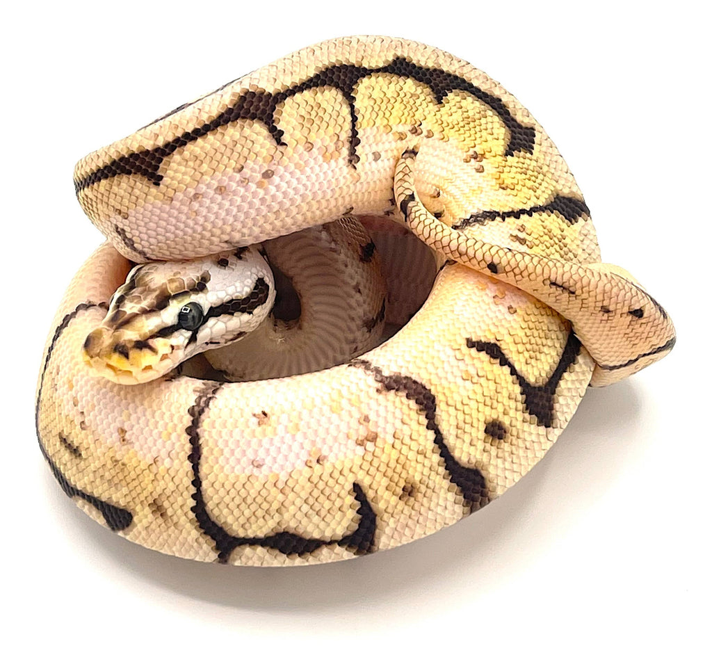 Bumble Bee Ball Python