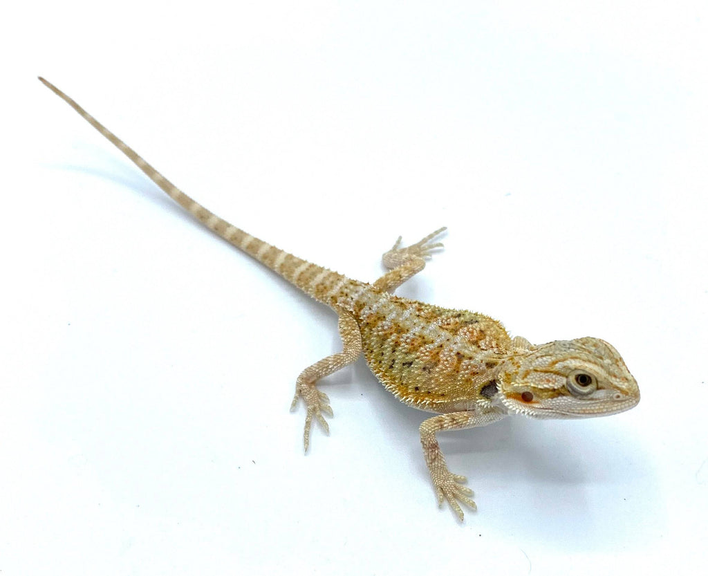 Citrus Bearded Dragon