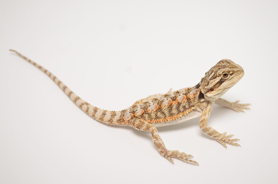 Baby Citrus Bearded Dragon