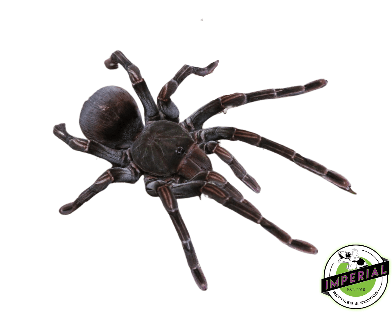 Ecuadorian Black Birdeater Tarantula (Pamphobeteus sp. 'tigris')