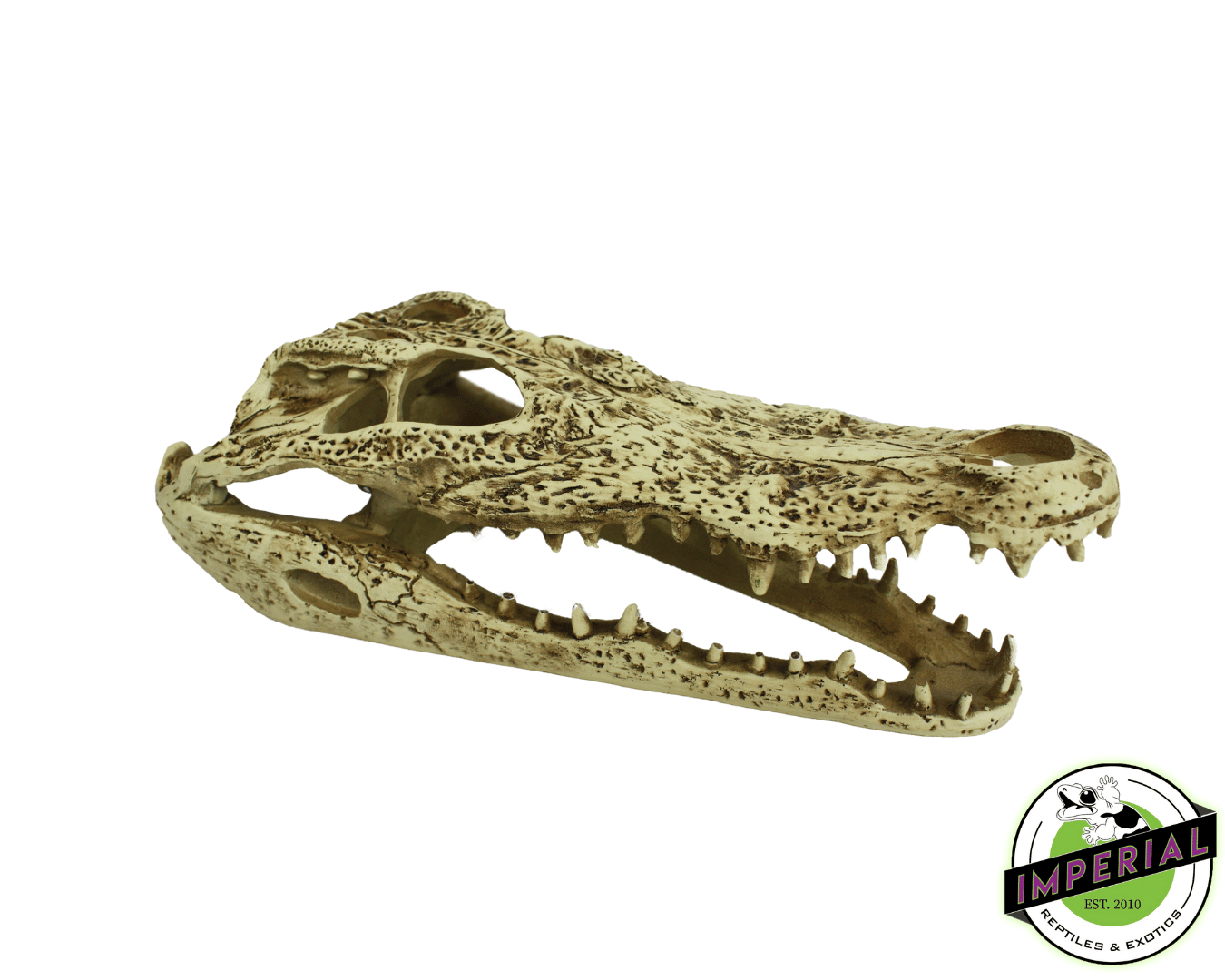 Komodo Alligator Skull