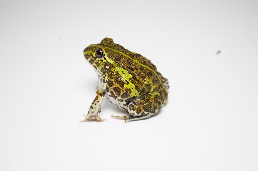 Giant Pixie Frog