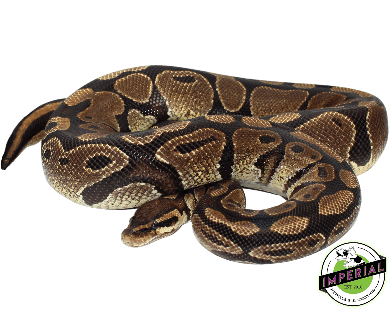 100% het Albino Ball Python Adult