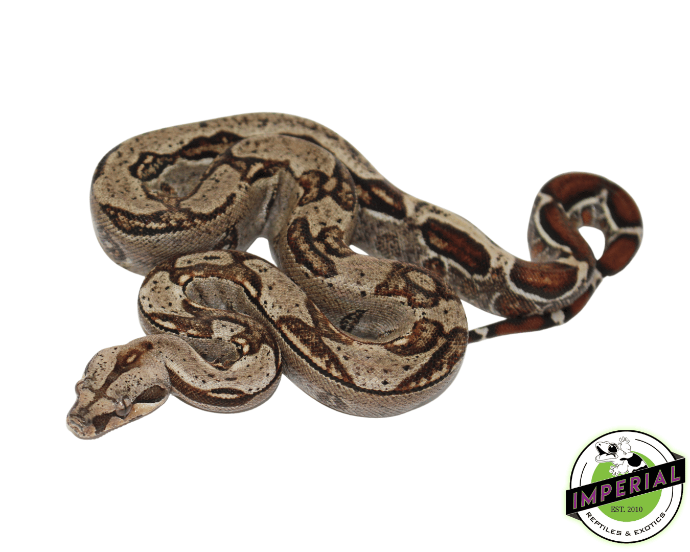 100% het. Leopard Colombian Boa