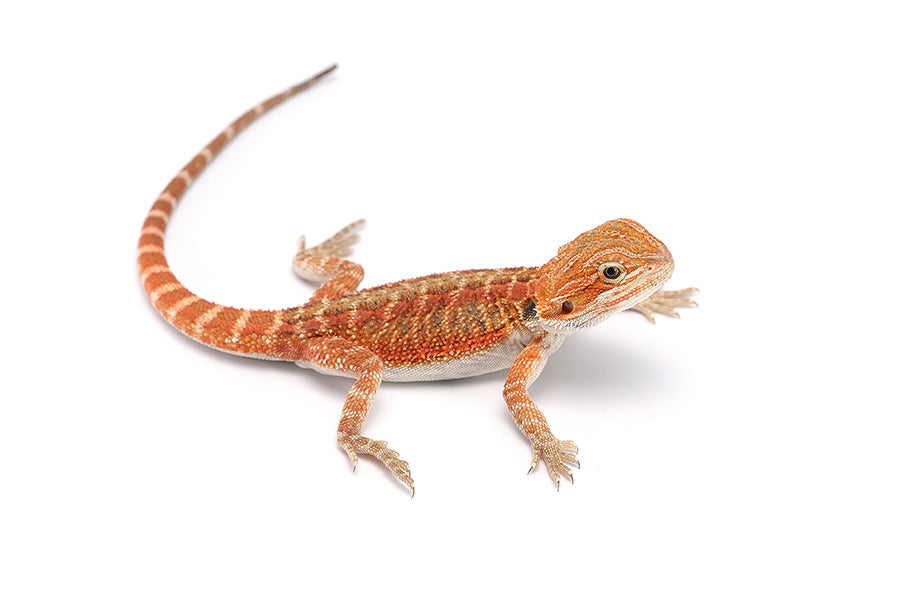High Color Bearded Dragon