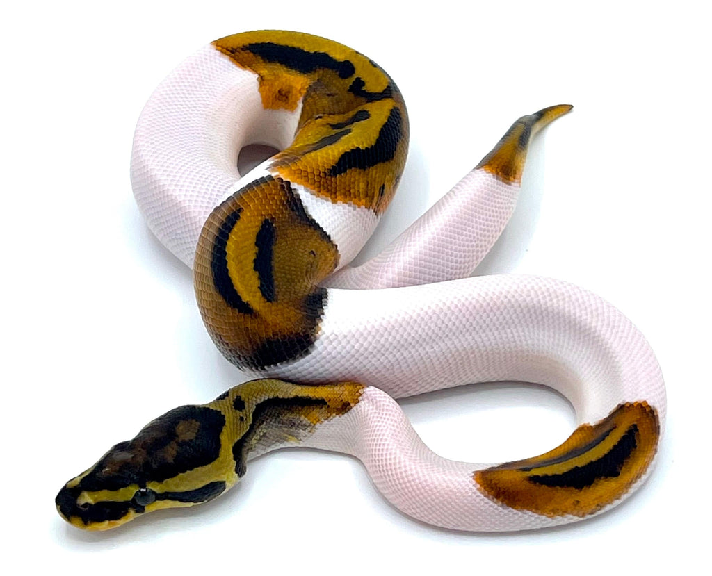 Pied Ball Python