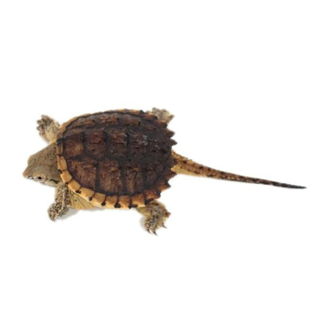 Hypo Snapping Turtles