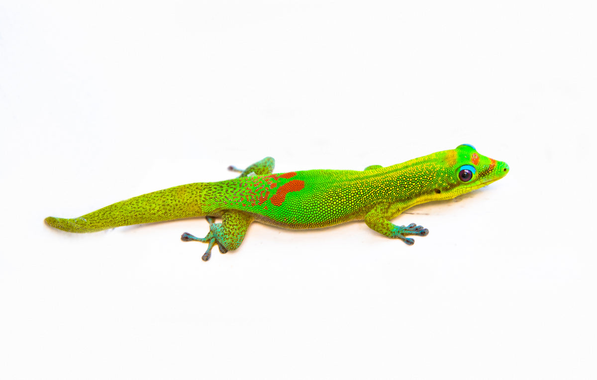 Gold Dust Day Geckos