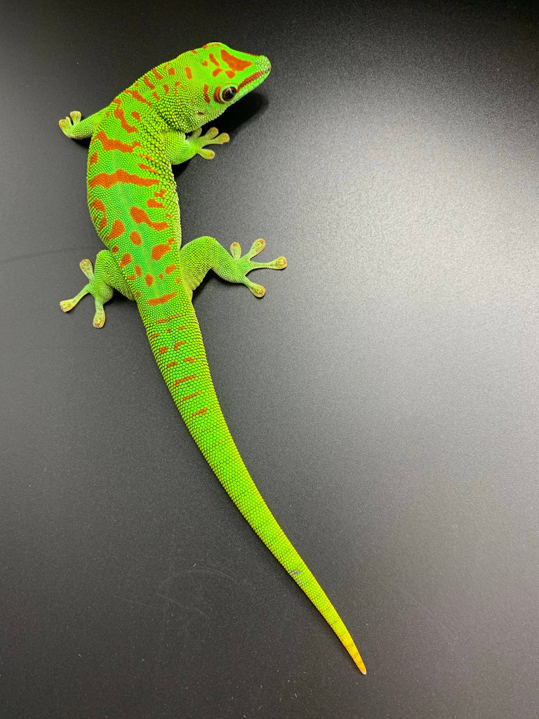 Giant Day Gecko High Red CBB (P. grandis)