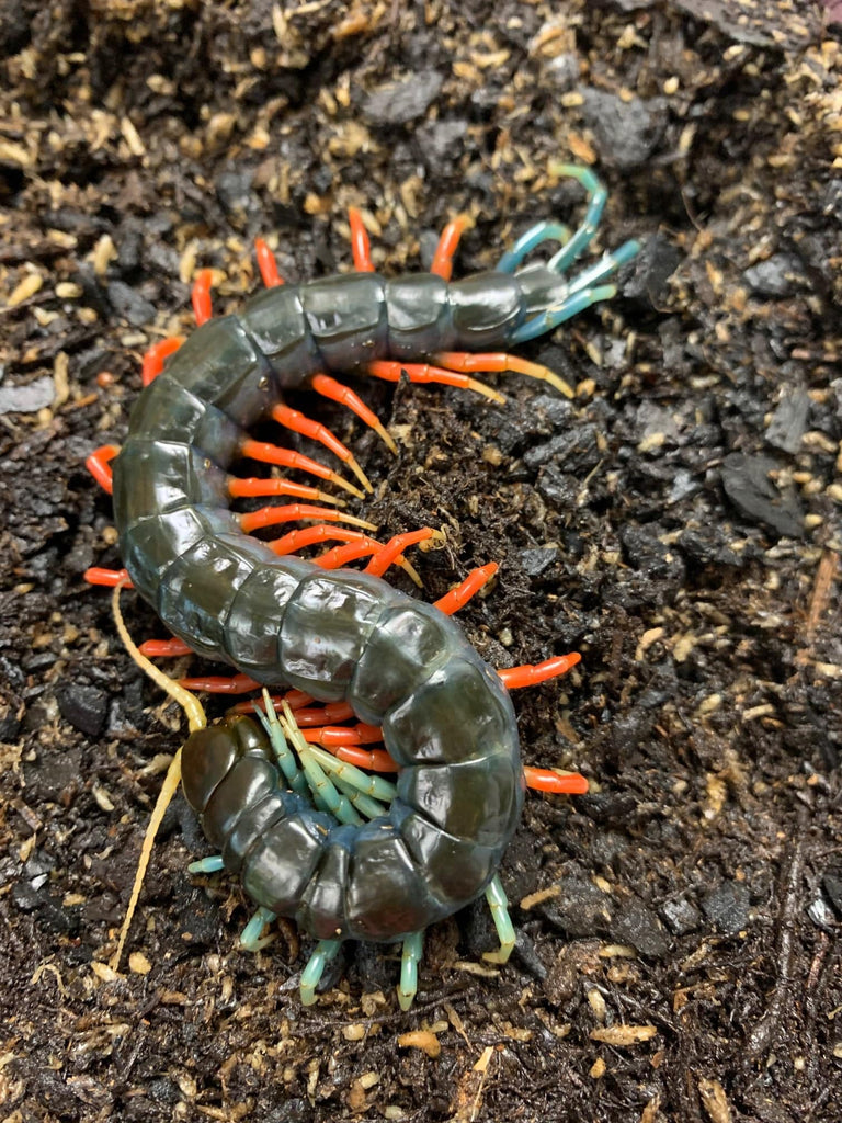 Malaysian Jeweled Centipede
