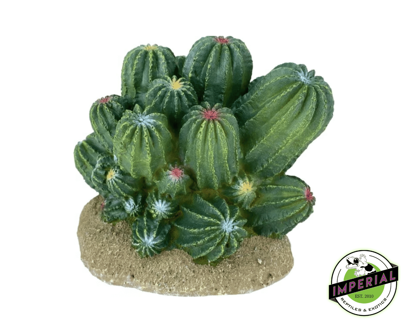 Komodo Barrel Cactus Plant