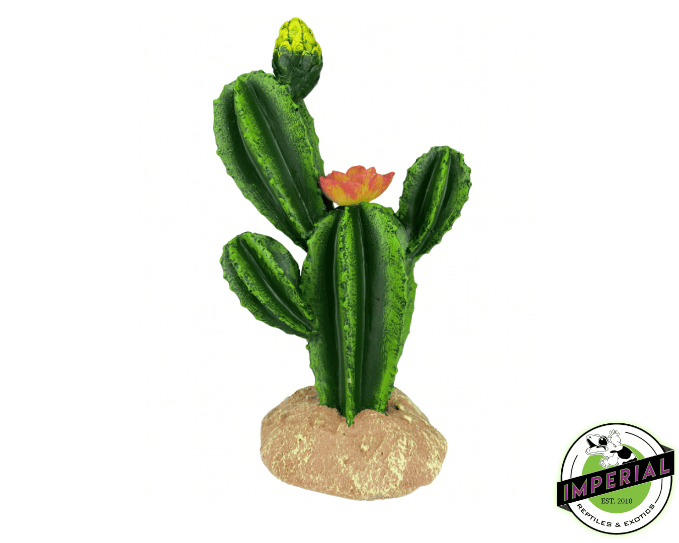 Komodo Flower Cactus Plant
