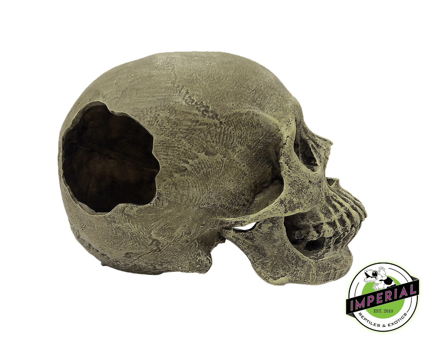 Komodo Human Skull Hideout