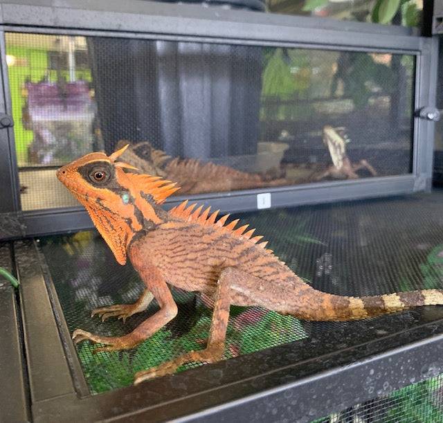 Natal's Horned Dragon (Acanthosaura nataliae)