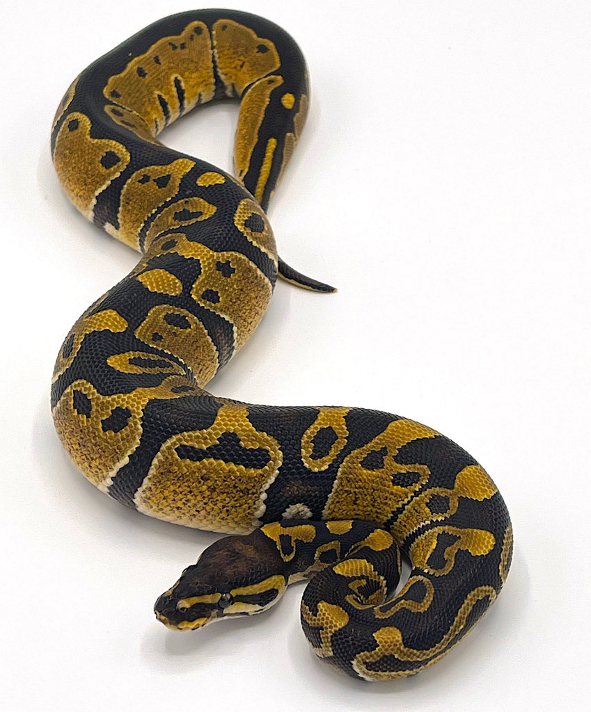 Ball Python- Premium Captive Bred Baby