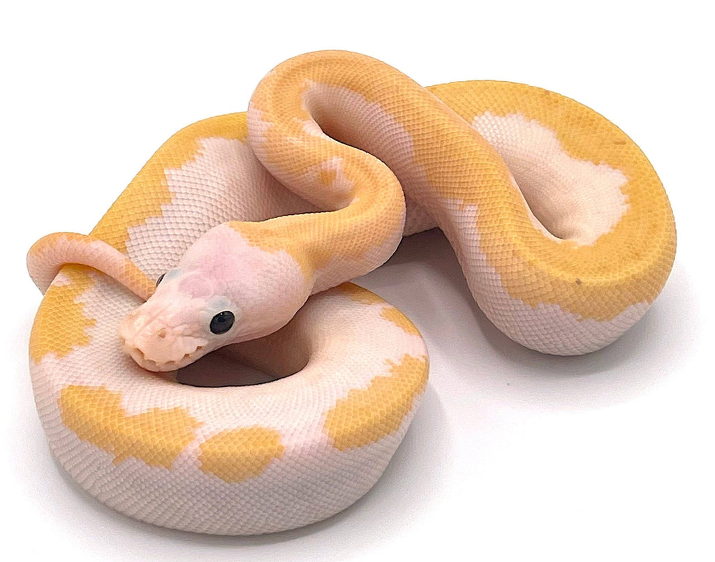 Orange Dream Super Fire Ball Python