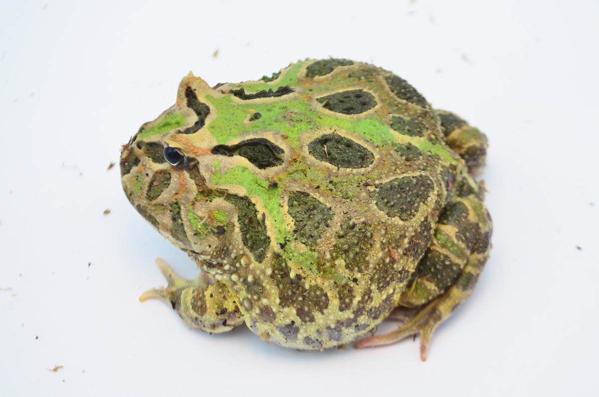 Green Pacman Frog