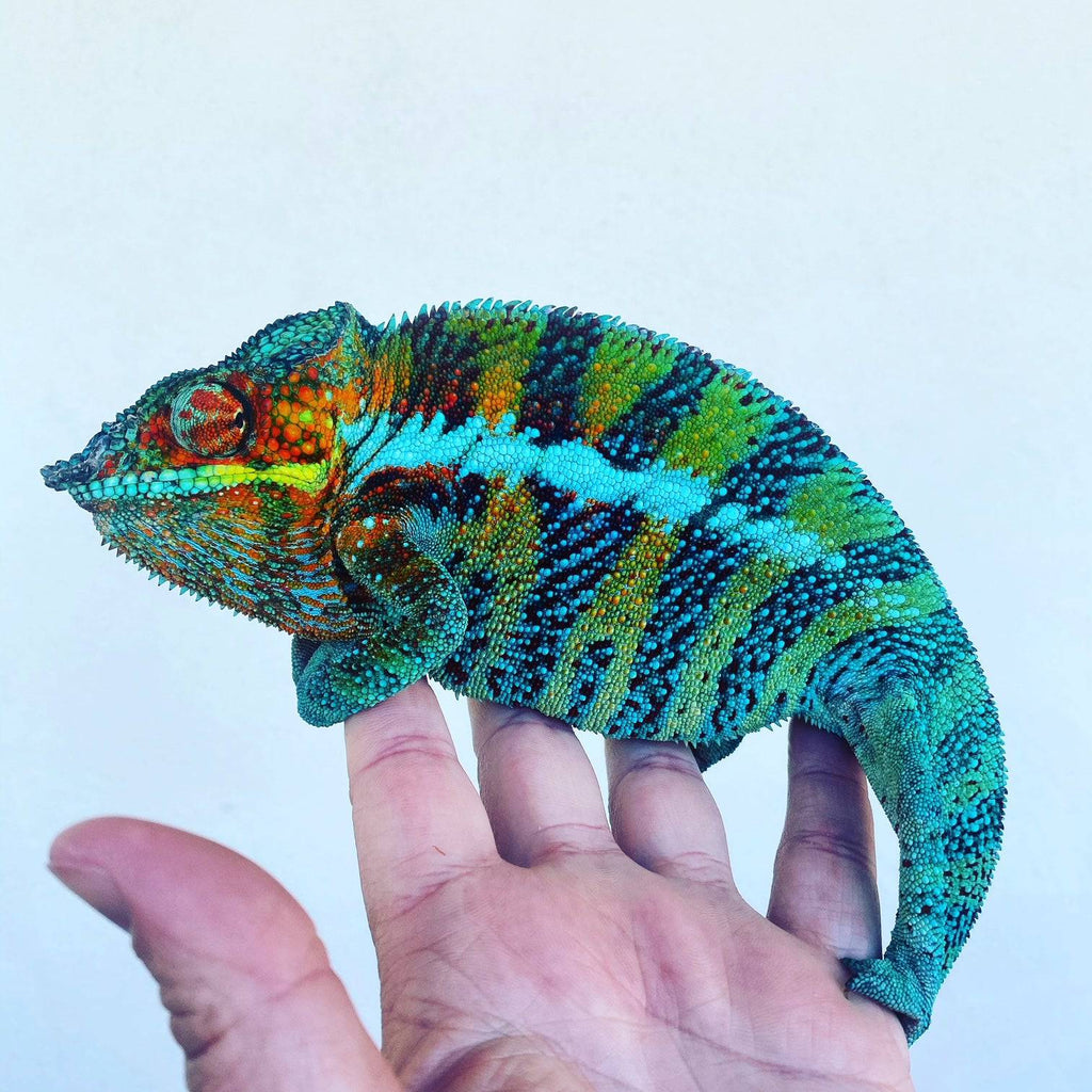 Adult Panther Chameleons (F. pardalis)