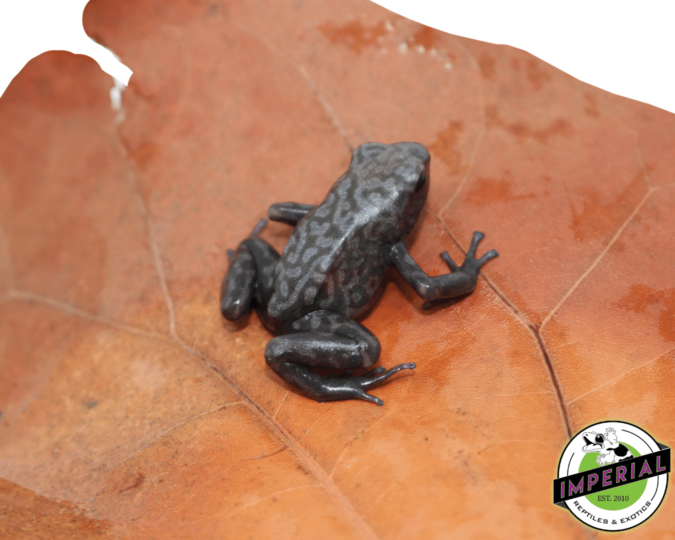 'Peña Blanca' Poison Dart Frog Dendrobates auratus