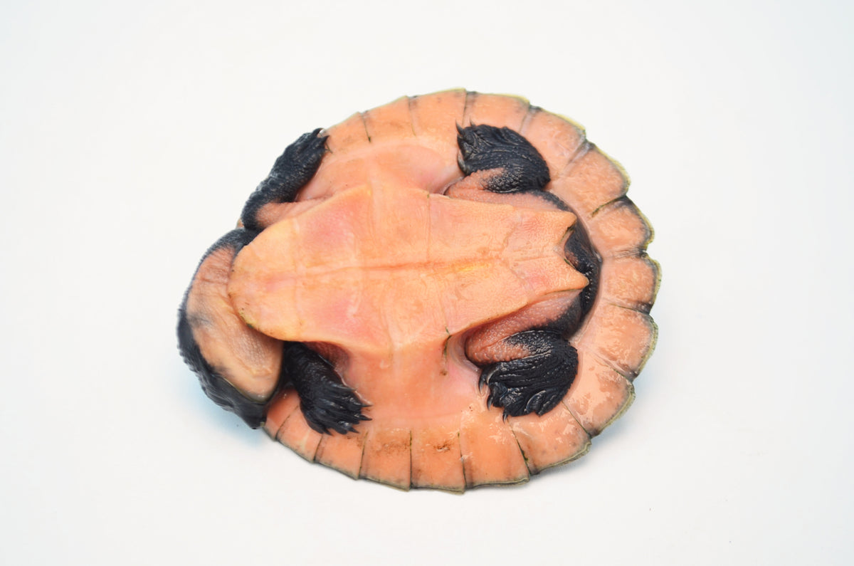 Pink Belly Snapper Turtle