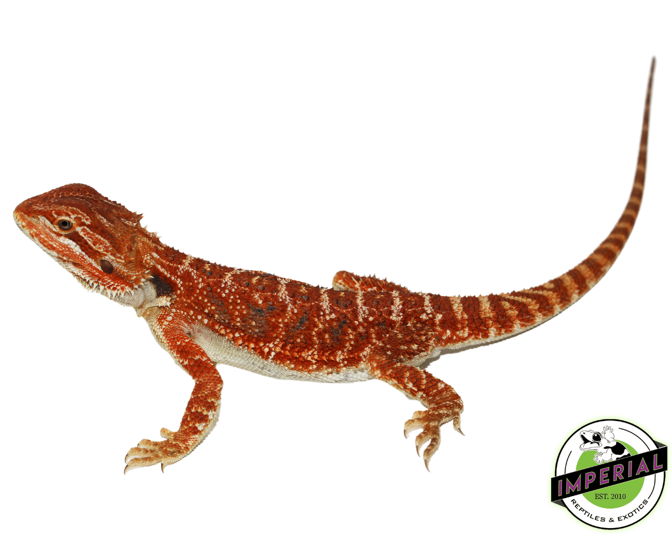 "Freddy Krueger" Extreme Red Bearded Dragon Male (#101723-04)
