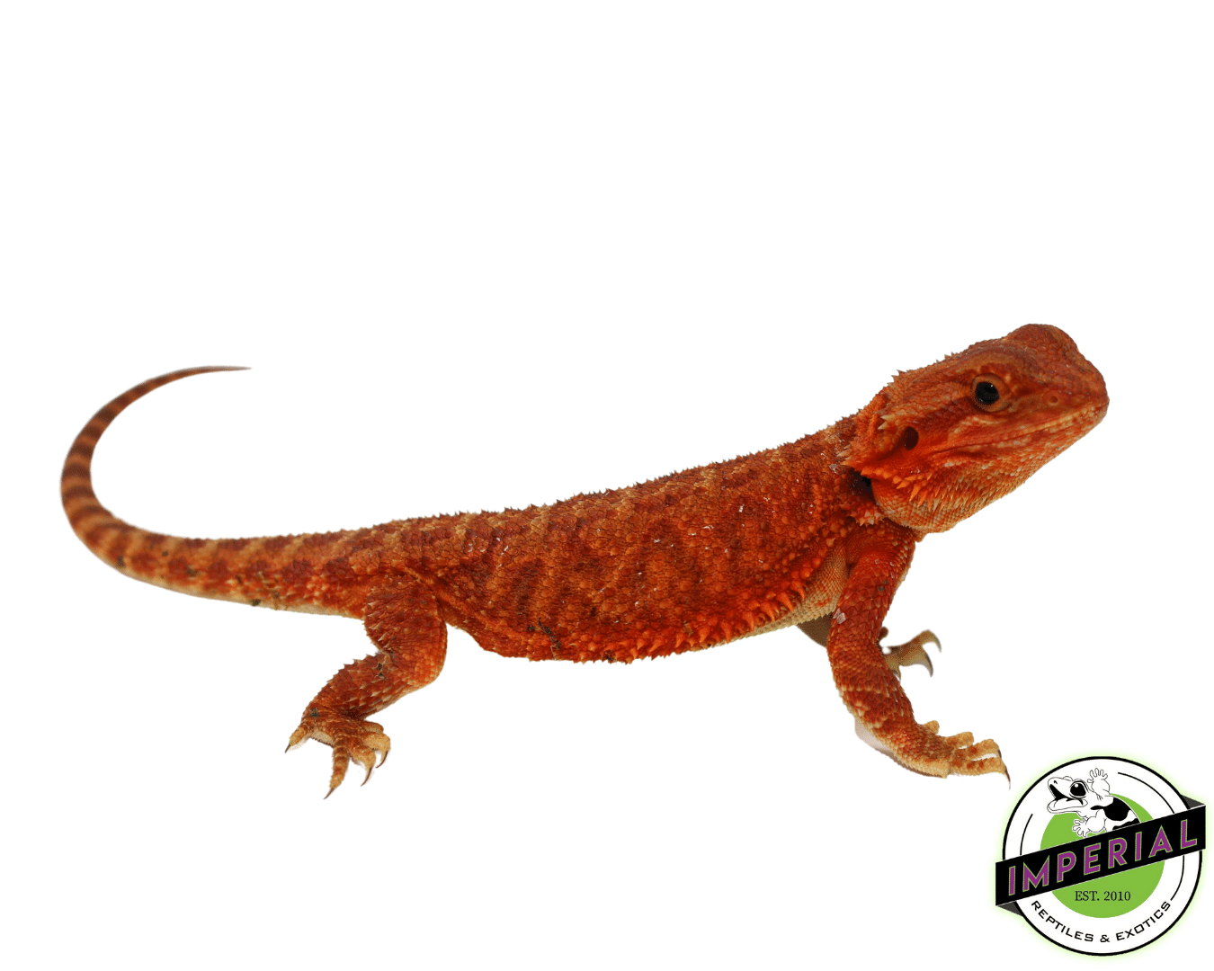 "Scarlet Witch" Red Translucent Bearded Dragon Female (#101723-02)