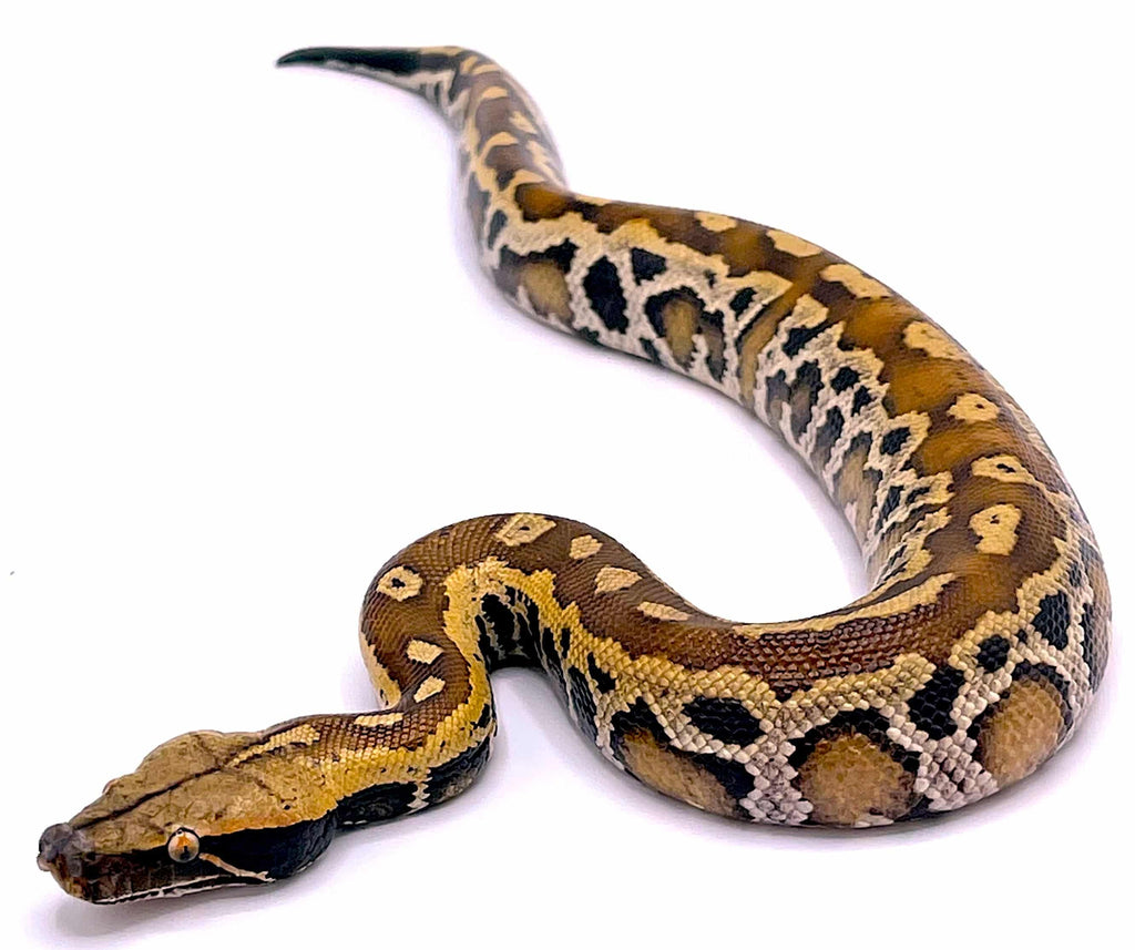 Sumatran Red Blood Python (Python brongersmai)