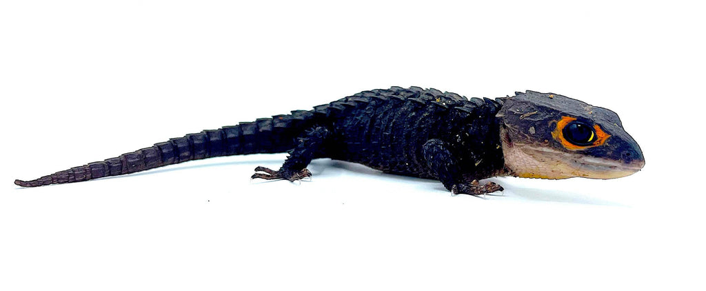 Red Eye Crocodile Skink