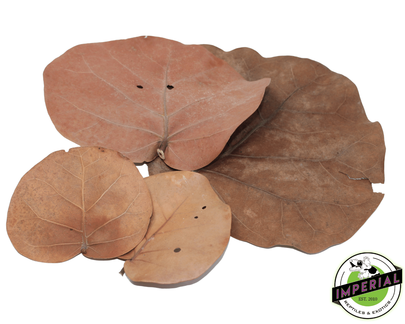 Sea Grape Leaves 6ct