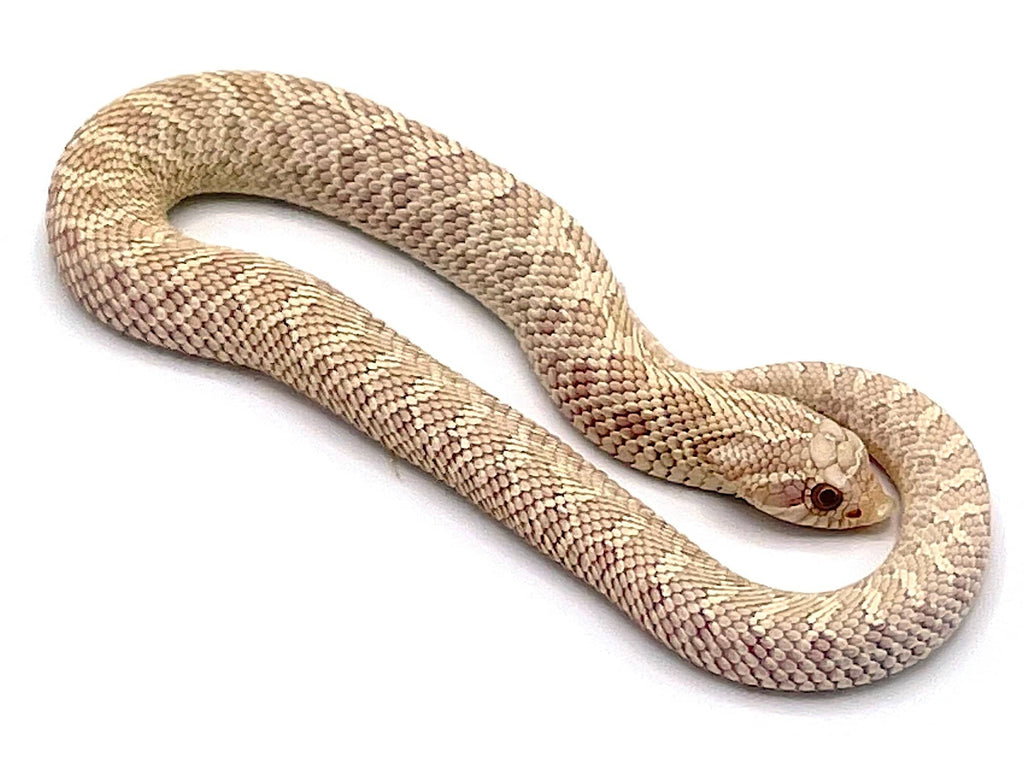 Snow Western Hognose Snake