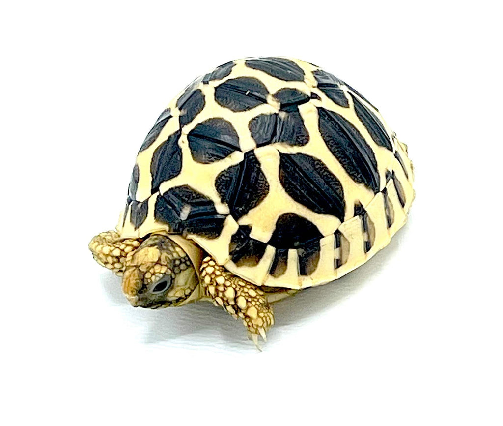 Baby Indian Star Tortoise