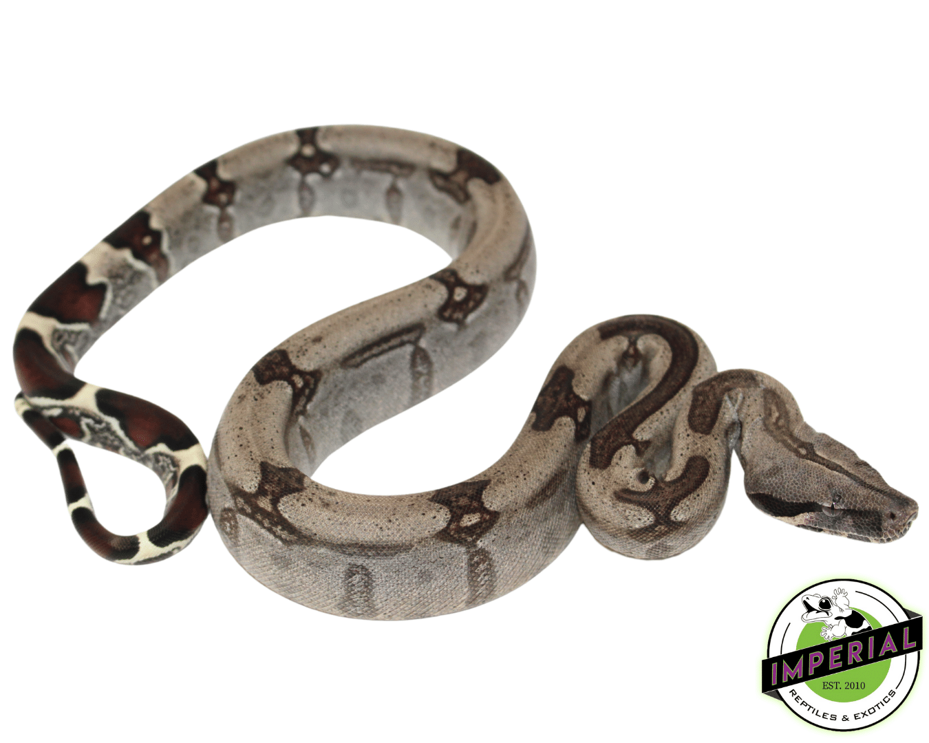 "Striped" Guyana Red Tail Boa Baby Female (#121923-01)