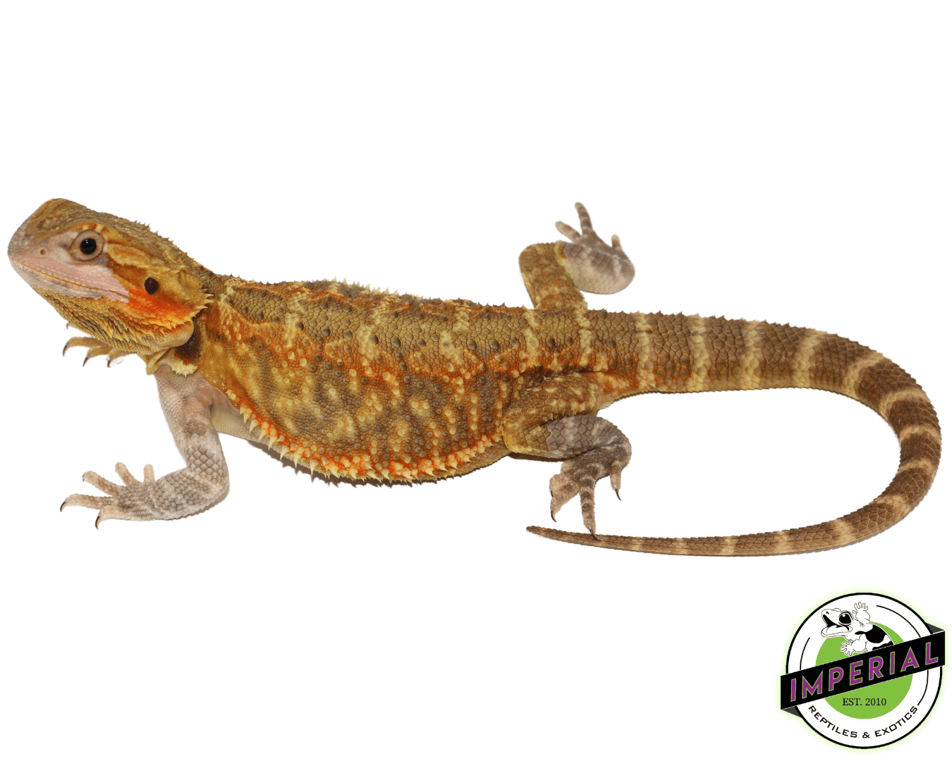 Yellow Translucent Bearded Dragon Young Adult