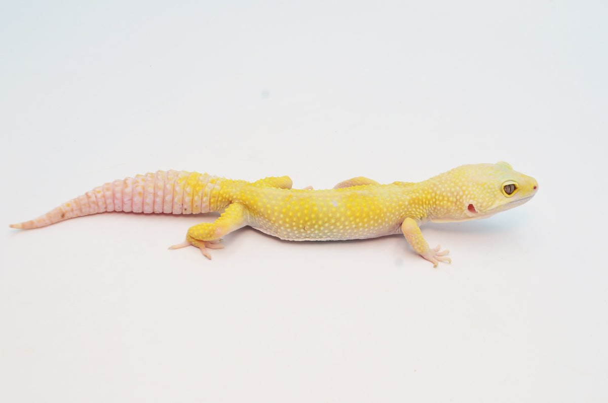Sunglow Leopard Gecko