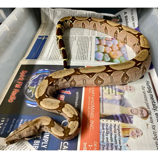 Amazing Suriname Red Tail Boa (Actual Photo)