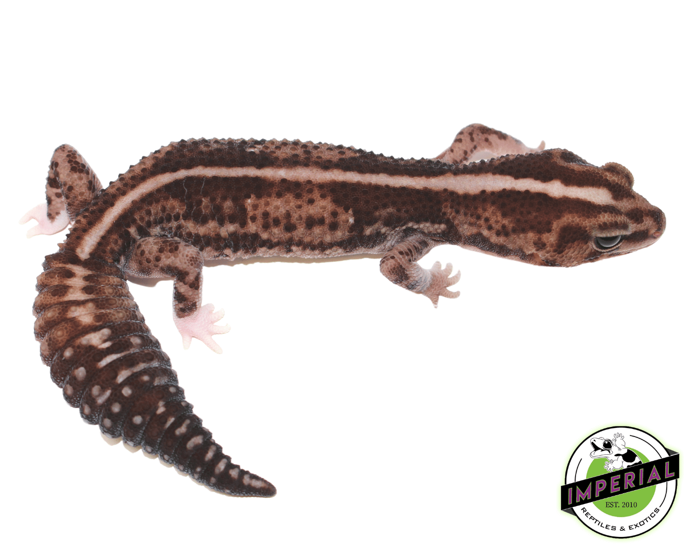 Whitesock Whiteout African Fat Tail Gecko Adult Female