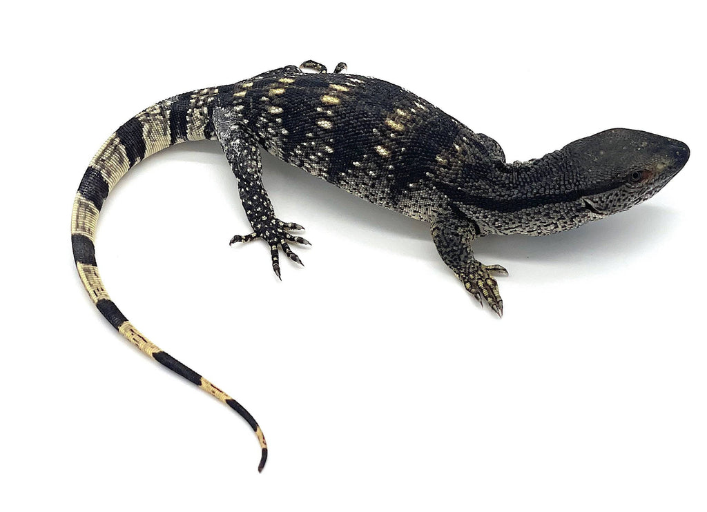 Cape Banded White Throat Monitor