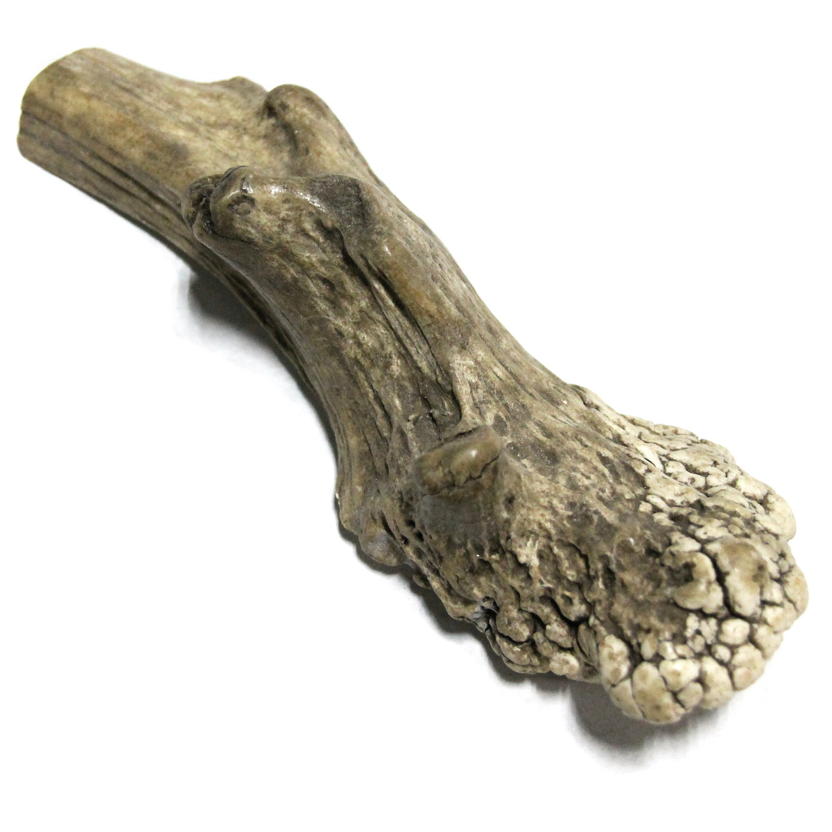 Elk Antler - Large Whole