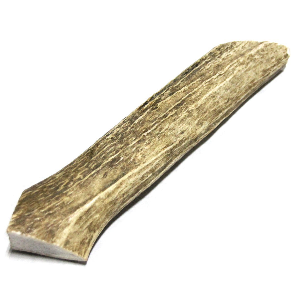 Elk Antler - Medium Whole