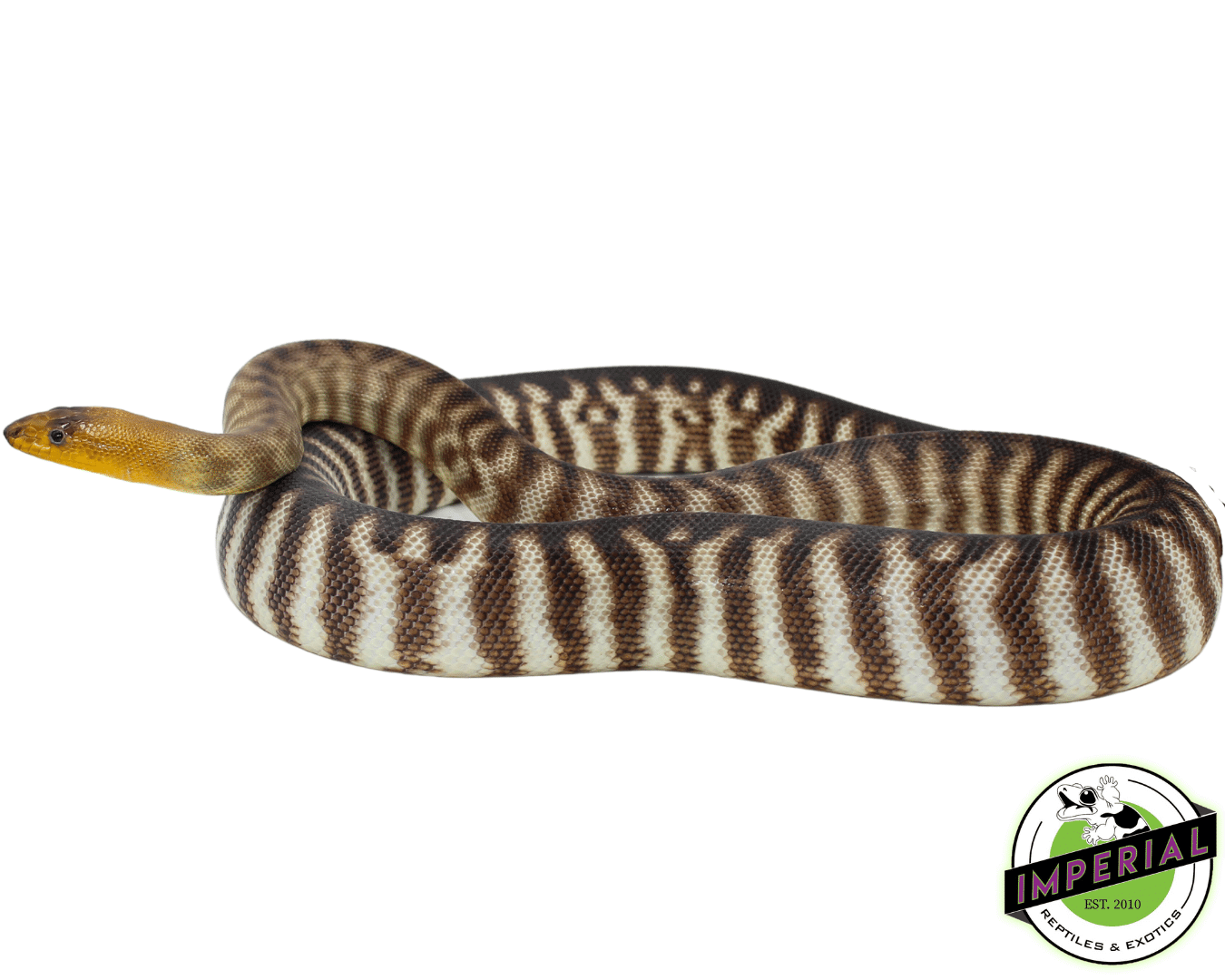 "Dark" Woma Python Adult Female #2