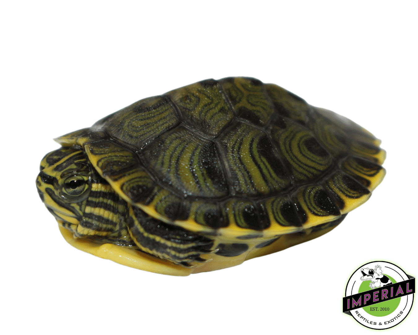 Yellowbelly Slider Turtle Baby