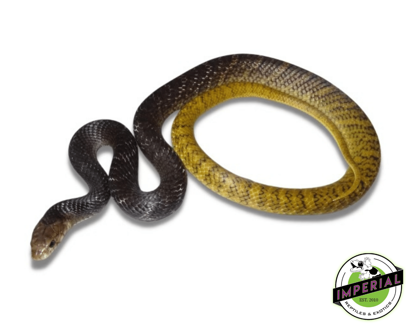 Yellow Tail Cribo