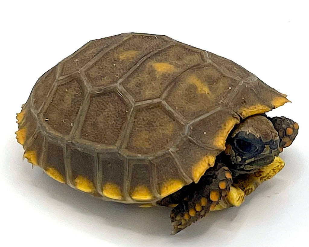 Peruvian Yellow Footed Tortoise