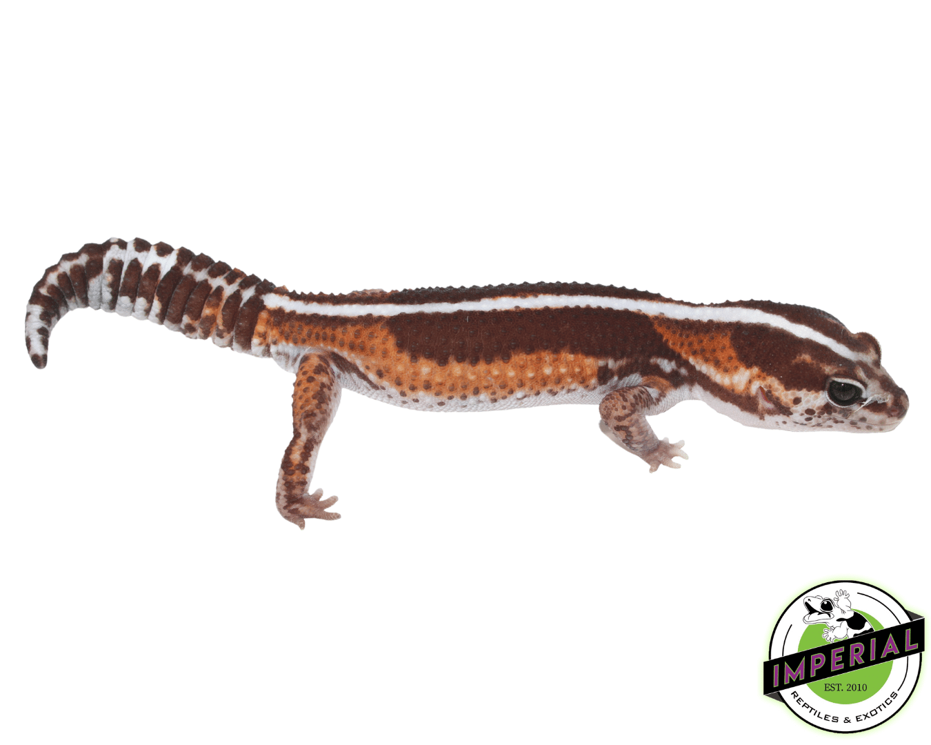 Zero het Caramel African Fat Tail Gecko Adult